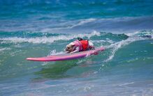 Já viu um cão em cima de uma prancha? O Surf Canino vai levar os patudos a surfar na Praia de Carcavelos