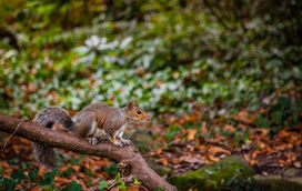 Esquilo captado a roer cigarros eletrónica em Londres: o novo e tóxico perigo que ameaça a fauna urbana