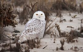 Vítima da própria fama: saiba por que a icónica coruja-das-neves de 'Harry Potter' acaba de entrar na lista global de espécies protegidas