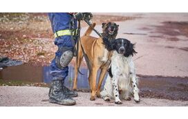 Billy e Betsy: conheça os novos heróis de quatro patas que acabam de conquistar Lisboa