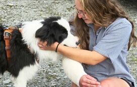 Sobrevivência Impossível: cadela Molly cai de uma altura equivalente a 18 andares e o que aconteceu 7 dias depois é um autêntico milagre