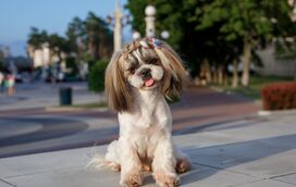 Era tudo mentira! Conhecida marca anunciou linha para animais, mas não passou de uma brincadeira e deixa donos desiludidos