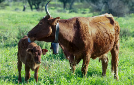 Até parece um milagre! Vaca algarvia volta aos campos graças a projeto de criadores