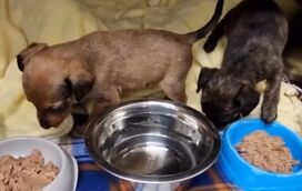 Alimento que salva: IRA cria linha de ração para ajudar animais resgatados