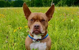 Ulysses: o pitbull que se tornou o 'gato' mais famoso da internet