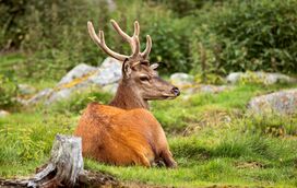 Tem uma admiração por veados? Então prepare-se para o novo parque didático na Nazaré