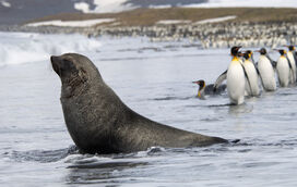 Cenário de emergência: pinguim-imperador e lobo-marinho oficialmente em perigo de extinção