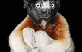 Imagens impressionantes! Fotógrafo internacional arrebata Portugal com retratos de espécies à beira da extinção