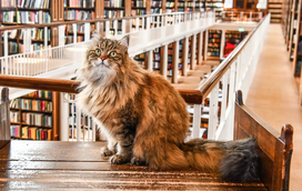 O "efeito Issy": como um pequeno felino se tornou o coração de uma das maiores universidades do mundo