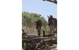 No Dia da Mãe visite as crias do Badoca Safari Park