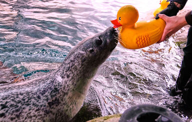 Crise de idade? Nada disso! Conheça Reggae, a foca de 32 anos apaixonada por... patinhos de borracha