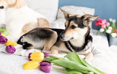 Passeio em festival de tulipas termina em tragédia para cão no Reino Unido