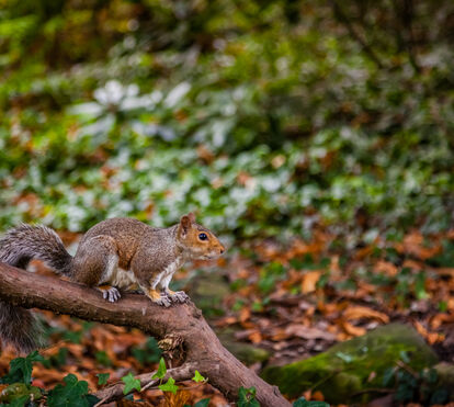 Esquilo captado a roer cigarros eletrónica em Londres: o novo e tóxico perigo que ameaça a fauna urbana