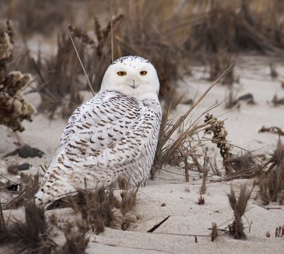Vítima da própria fama: saiba por que a icónica coruja-das-neves de 'Harry Potter' acaba de entrar na lista global de espécies protegidas