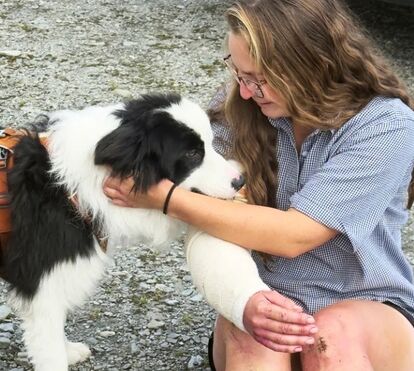 Sobrevivência Impossível: cadela Molly cai de uma altura equivalente a 18 andares e o que aconteceu 7 dias depois é um autêntico milagre