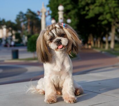Era tudo mentira! Conhecida marca anunciou linha para animais, mas não passou de uma brincadeira e deixa donos desiludidos