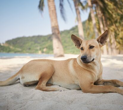 Há um lugar no mundo onde, quando chega, é recebido por uma matilha amorosa: saiba onde