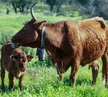 Até parece um milagre! Vaca algarvia volta aos campos graças a projeto de criadores