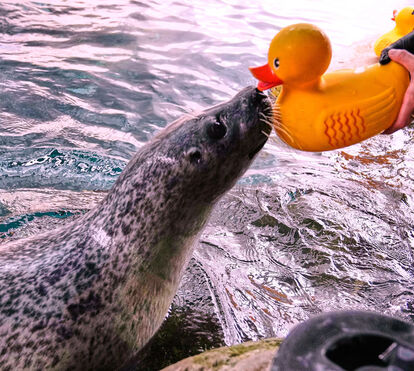 O segredo para a longevidade? Reggae tem 33 anos e não larga o seu brinquedo favorito