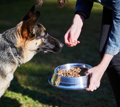 Heróis sem fronteiras! Equipas portuguesas do IRA enfrentam o inferno em Espanha para salvar animais das chamas