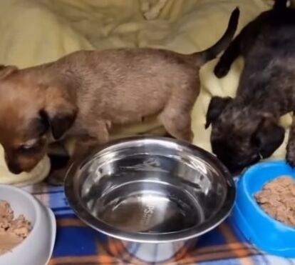 Alimento que salva: IRA cria linha de ração para ajudar animais resgatados