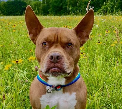 Ulysses: o pitbull que se tornou o 'gato' mais famoso da internet