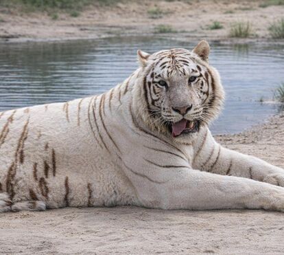 O fim de um capítulo triste: a nova vida de Sona, o último tigre que restava nos circos portugueses
