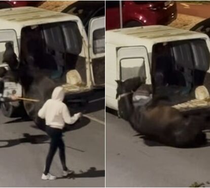 Vídeo chocante: cavalo violentamente agredido em Sintra gera onda de revolta