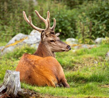 Tem uma admiração por veados? Então prepare-se para o novo parque didático na Nazaré