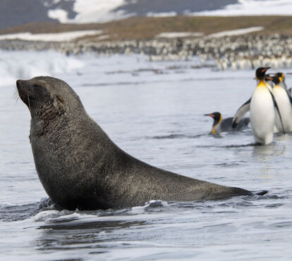 Cenário de emergência: pinguim-imperador e lobo-marinho oficialmente em perigo de extinção