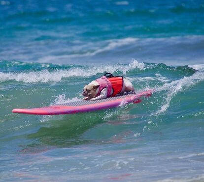 Quer ver um verdadeiro show canino? Patudos preparam-se para surfar na Praia de Carcavelos