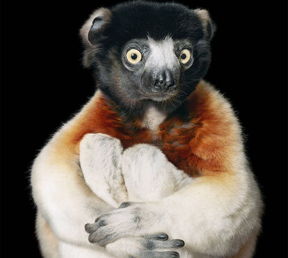 Imagens impressionantes! Fotógrafo internacional arrebata Portugal com retratos de espécies à beira da extinção