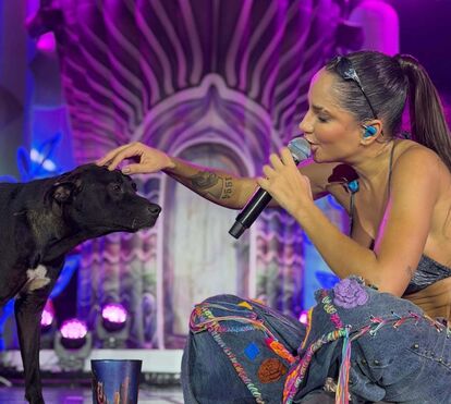 A história que está a emocionar o Brasil! Cão invade palco e acaba adotado por cantora: veja o vídeo