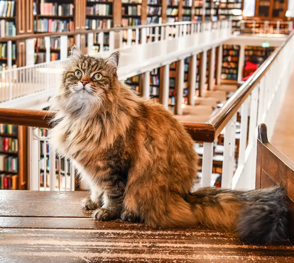 O 'efeito Issy': como um pequeno felino se tornou o coração de uma das maiores universidades do mundo