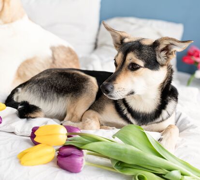 Sabe quais são as plantas proibidas para o seu cão? O trágico caso de Bobby serve de aviso mundial