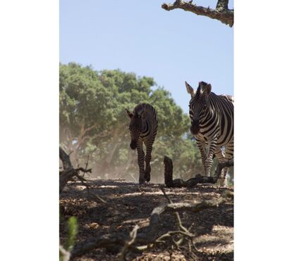No Dia da Mãe visite as crias do Badoca Safari Park