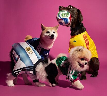 O Mundial de 2026 também é para eles: saiba onde comprar a camisola oficial para o seu patudo