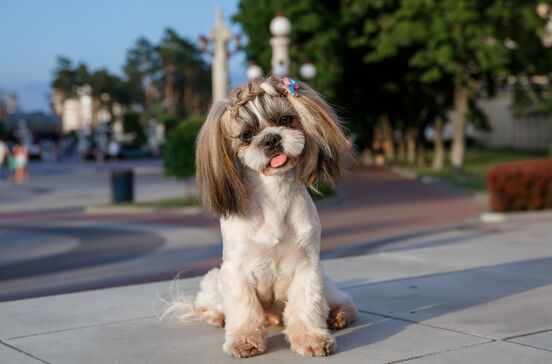 Afinal era só uma partida! Dyson brinca com linha para animais e deixa donos de todo o mundo a suspirar