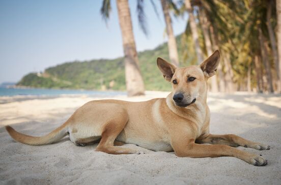 Bem-vindo ao paraíso! Nesta ilha tailandesa há uma matilha de cães amorosos que o recebe à chegada