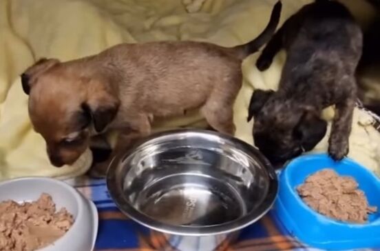 IRA cria linha de ração para ajudar animais resgatados