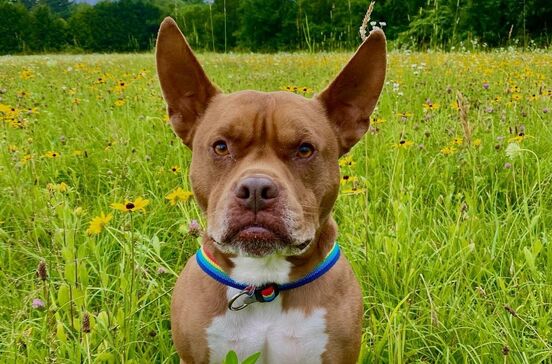 Ulysses, pitbull criado entre gatos, tornou-se um fenómeno viral com poses felinas