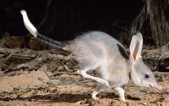 Bilby