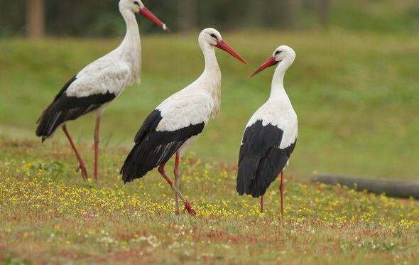 Cegonhas