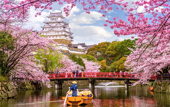 Himeji e a beleza das cerejeiras em flor celebram a primavera