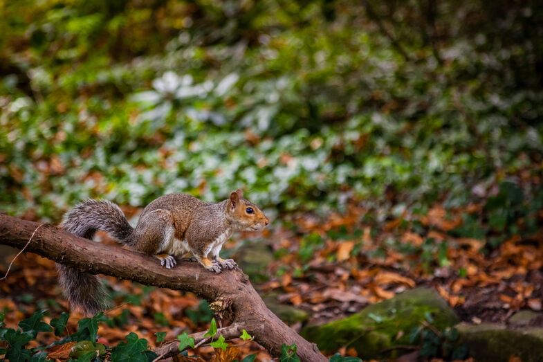 Crise de Saúde no Reino Unido. Há esquilos filmados a roer cigarros eletrónicos abandonados em parques