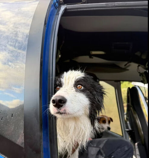 Um verdadeiro milagre! Cadela Molly sobrevive a queda de 55 metros e é resgatada na Nova Zelândia