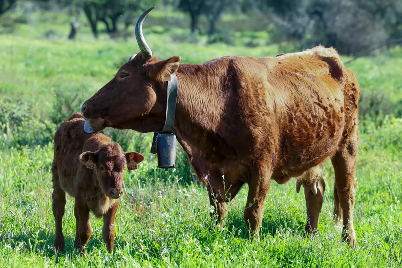 O regresso de uma espécie portuguesa. Vaca algarvia volta aos campos graças a projeto de criadores