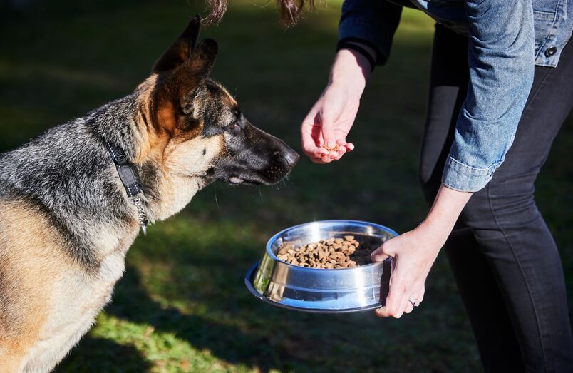 "Nutrição que Salva". IRA lança marca de ração para financiar resgates de animais