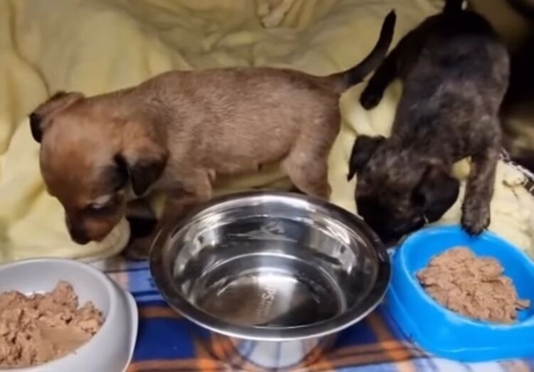 IRA cria linha de ração para ajudar animais resgatados