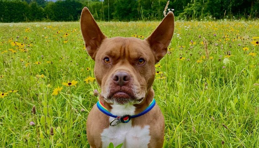 Ulysses, pitbull criado entre gatos, tornou-se um fenómeno viral com poses felinas